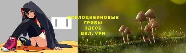 прущие грибы Белокуриха